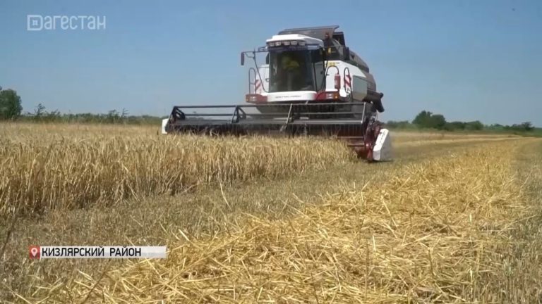 В Дагестане проходит уборка озимых зерновых