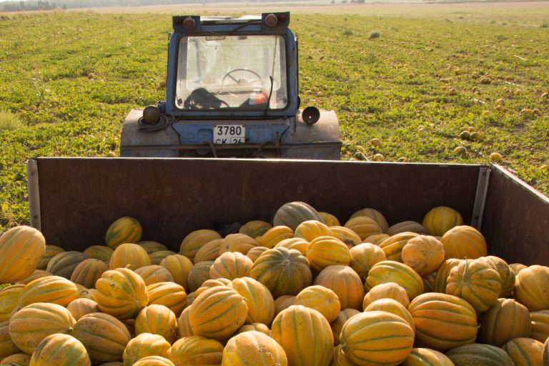 Аграрии Дагестана собрали более 120 тыс. тонн бахчевых культур и планируют довести этот показатель до 200 тыс. тонн к концу уборочной кампании.