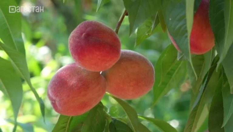 В Дагестане в разгаре сбор косточковых и семечковых