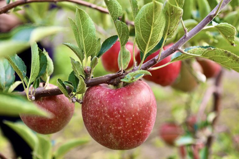 В Дагестане параллельно с ростом урожаев плодовых культур возводятся новые мощности для их хранения.