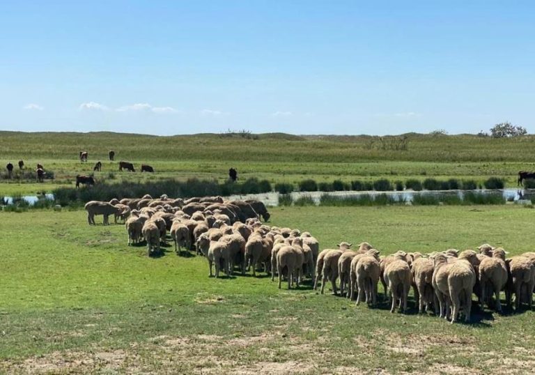Селекционно-племенная деятельность ведется в сотрудничестве с ведущими научными учреждениями России.