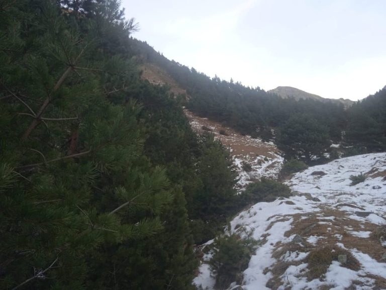 В Дагестане до 2030 года высадят 1,5 тыс. гектаров новых лесов