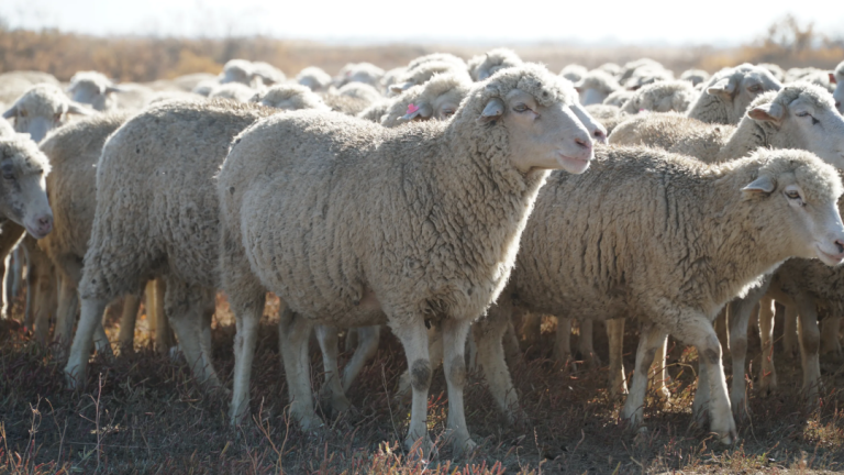 Баранина в Дагестане — это не просто продукт питания, а важная часть местной культуры и традиций, не только экономически важный продукт, но и культурное наследие, которое продолжает развиваться.
