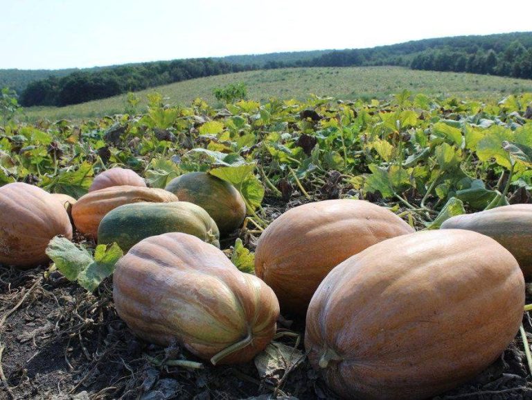 Дагестан стал лидером по производству тыквы в России в 2023 году
