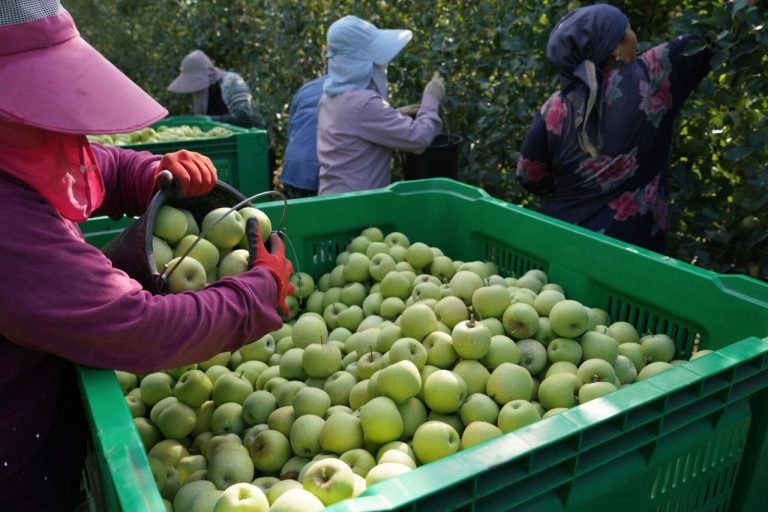 КВХ «Сад» направит фуру с фруктовой продукцией военнослужащим в зону сво