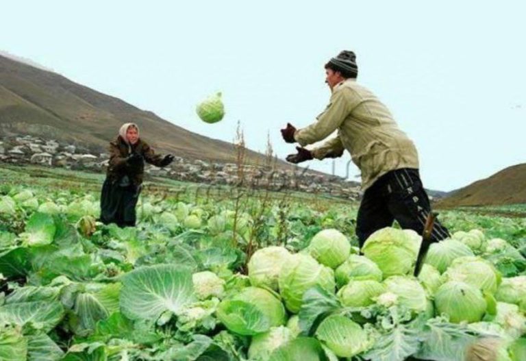 13 тысяч жителей Дагестана получают увеличенную пенсию за труд в сельском хозяйстве.