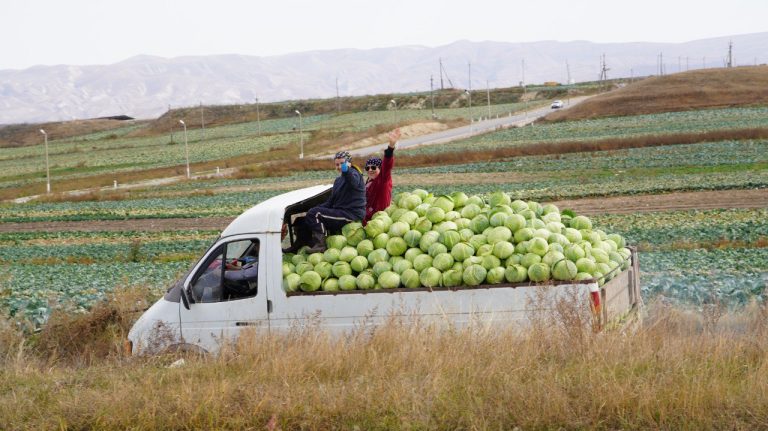 В 2024 году в Дагестане собрано около 1,5 млн тонн овощей и 365 тыс. тонн картофеля.
