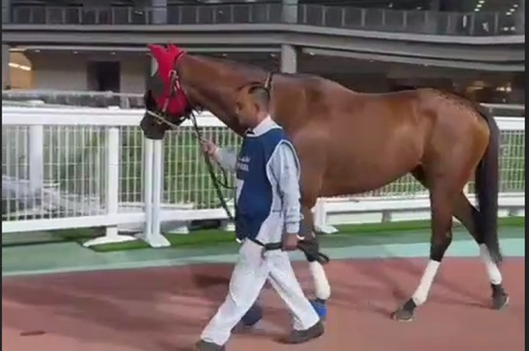 Дагестанский скакун стал призером скачек в Дубае