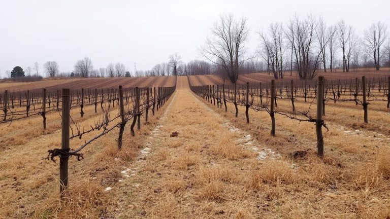 26 гектаров виноградников возвращены в республиканскую собственность
