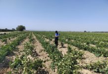 Дагестан в 2025 году в полтора раза увеличил долю собственных саженцев виноградников – Россельхозцентр